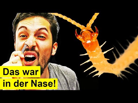 Plötzlich Parasiten in der Nase! Was passiert hier gerade?!