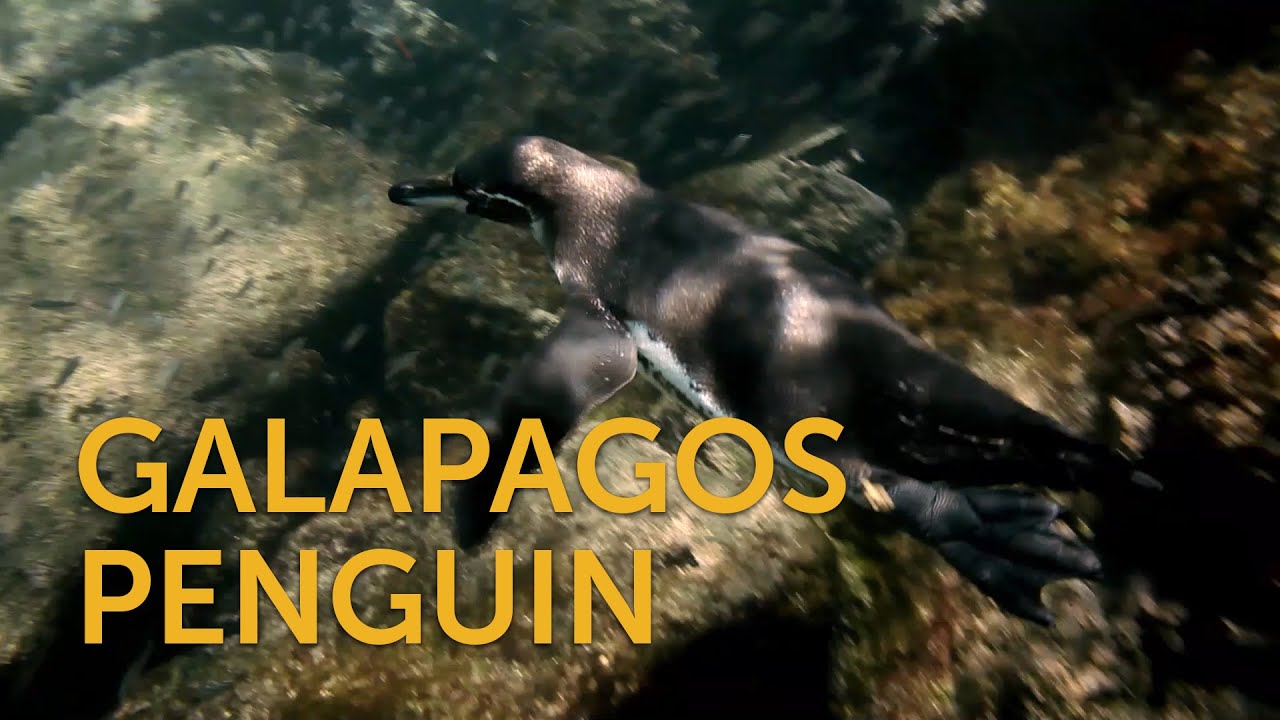 Galapagos Penguin