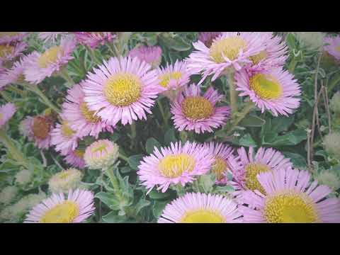 Wildflowers in Bournemouth