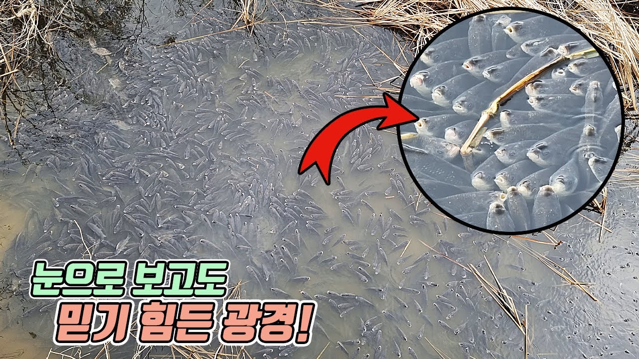 물고기들의 충격적인 이상행동! 수만마리 붕어떼가 수면위로 떠오른 이유는?? [TV생물도감]