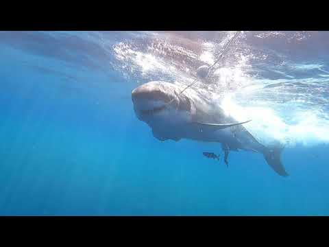 Great White Shark Eat