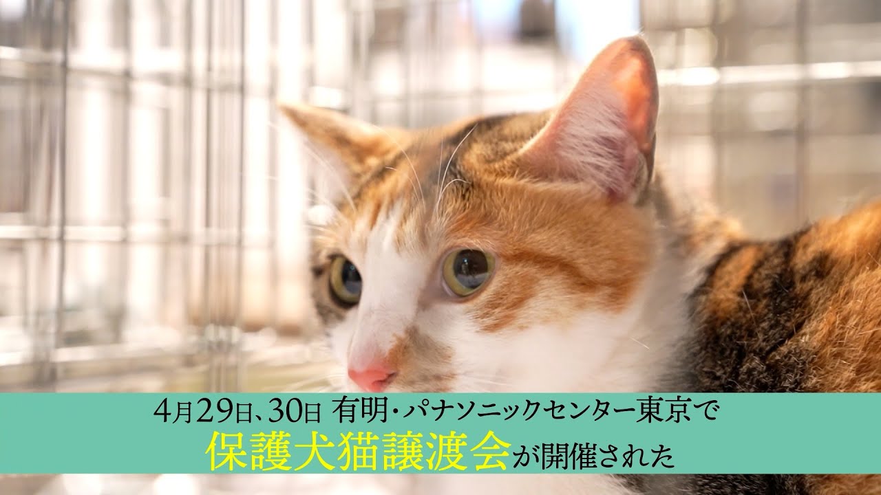 パナソニック保護犬猫譲渡会2022開催レポート【パナソニック公式】