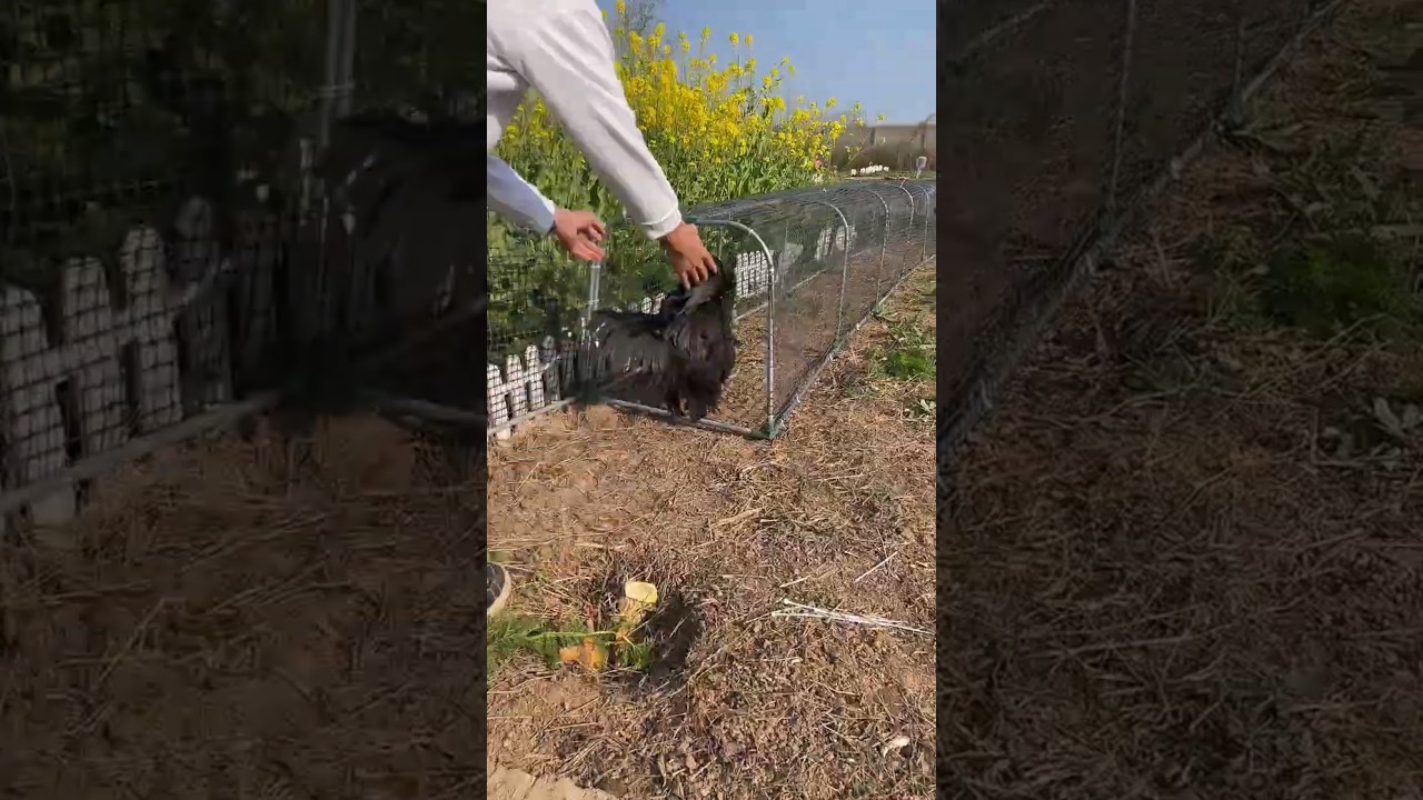 Chicken Tunnel System 🐔🏃 | Better Space, Healthier Birds! #chicken #duck #shorts