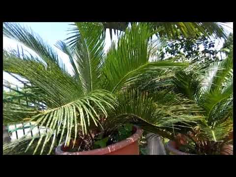 Kamubola tubayimbile....