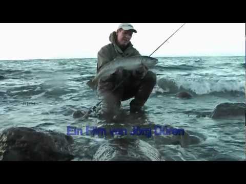 ☀️Große☀️ Meerforelle von der deutschen Ostseeküste