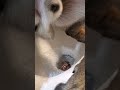 Dog Poops In Toilet