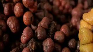 The Fruit Hunters – Exotic Fruits Cultivation The Fruit Hunters – Exotic Fruits Cultivation