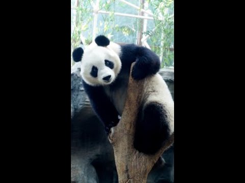On a Roll: Jovem Panda cai no recinto do Zoológico de DC