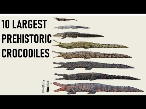 10 Largest Crocs that Dwarfs the Saltwater Crocodile