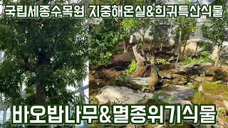 바오밥나무와 멸종위기 식물들을 보고왔어요!! 국립세종수목원 지중해온실&희귀특산식물전시온실!!