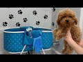 It S Puppy Bath Time
