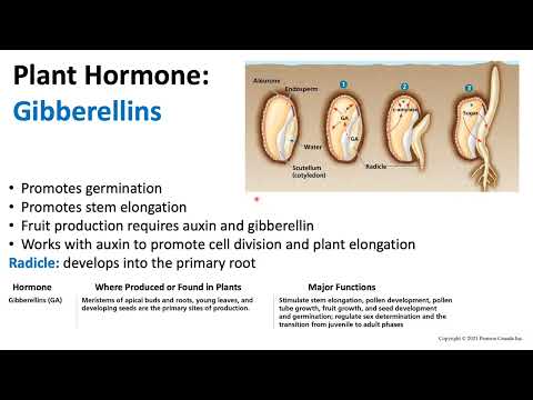 Plant Hormones: Gibberellin | Biology