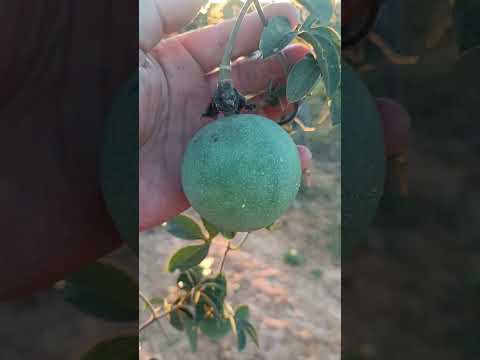 Maracujá do mato #bahia #agro #nordeste #brasil #global