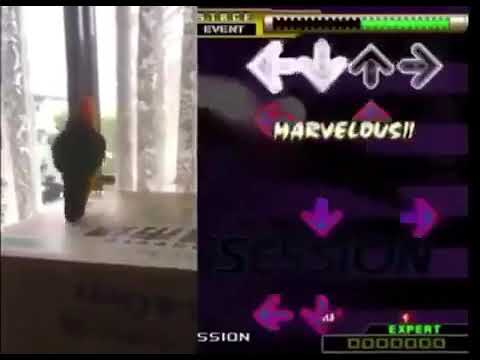Bird plays dance dance revolution