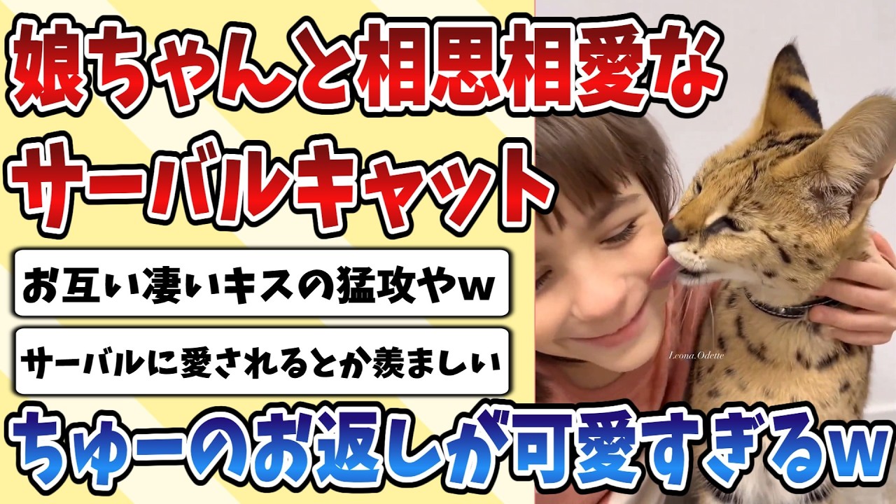 【2ch動物スレ】小さい頃からずっと一緒だった娘ちゃんと相思相愛な【サーバルキャット】がキスされたときのお返しが可愛すぎるｗｗｗ
