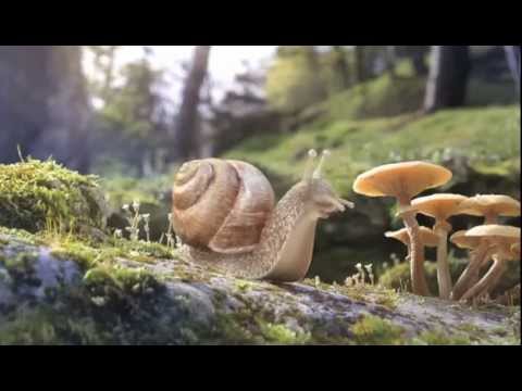 Sequoia "Mantis, Snail, Skunk"