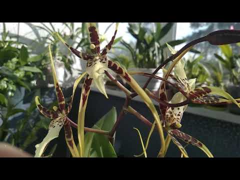 Брассіє-Манія! Орхідея-Павук Квітування Хвастощі