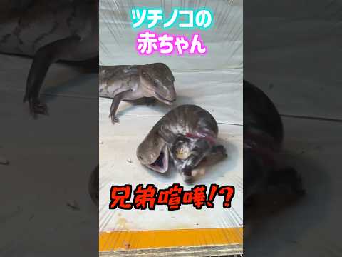 IUCN分類における絶滅の危険性を示す図。