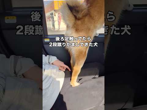 愛犬の後ろ足の感触が良すぎて触ってたら2段蹴りかましてきたwww #柴犬 #柴犬のいる暮らし #日本犬 #shorts
