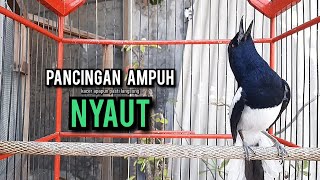 Download lagu SUARA BURUNG kacer gacor NGEPLONG tarung ini paling ampuh buat PANCINGAN KACER agar EMOSI NYAUT mp3