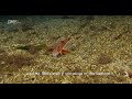Gurnard eats his belly full