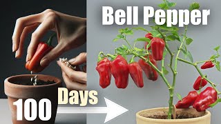 Red Bell Pepper 🌶️ in 100 Days 🌱 Seed To Fruit (Time Lapse + Bonus)