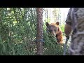 Big bear bumps into traditional archer's arrow