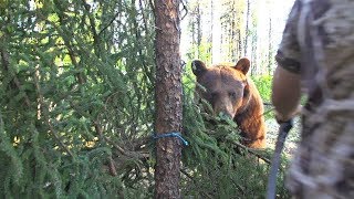 Big bear bumps into traditional archers arrow