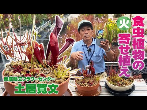 , title : '火曜【食虫植物の栽培】お家で手軽に食虫植物の寄せ植えを楽しむにはこの３種類【ハエトリソウ】【サラセニア】【モウセンゴケ】'