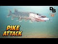 Video Thumbnail for UNDERWATER CAMERA PIKE! | TIP UP FISHING WITH THE FINICKY FOOLER