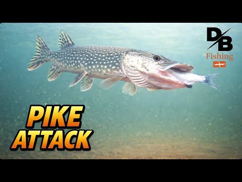 UNDERWATER CAMERA PIKE! | TIP UP FISHING WITH THE FINICKY FOOLER