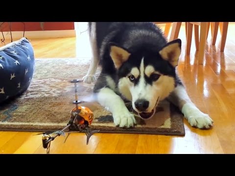 Funny Siberian Husky vs  RC Helicopter