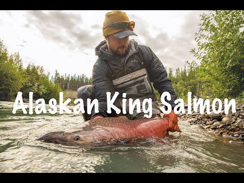 The King Salmon of Alaska's Mighty Copper River