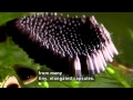 Hidden Biodiversity Mosquitos The Double Life Accessible Preview