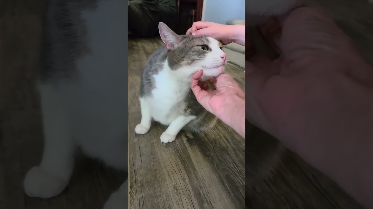 Enlarge Cannoli, a Adopted Domestic Short Hair in Charleston, SC video 3/6