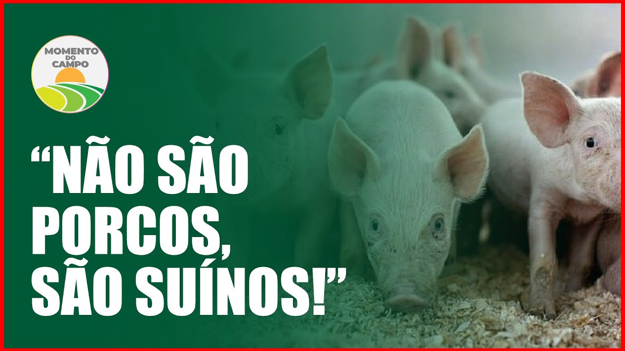 CONHEÇA COMO É A CRIAÇÃO DE SUINOS - MOMENTO DO CAMPO
