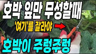 호박 잎만 무성할때 여기를 잘라야 호박이 다시 주렁주렁! 원없이 호박 수확방법