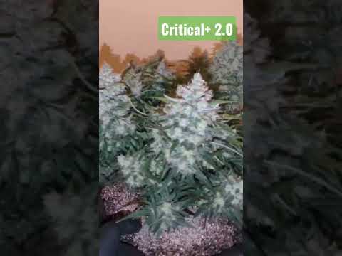 Look at the FAT Nugs on my Autoflowering Cannabis Plant!