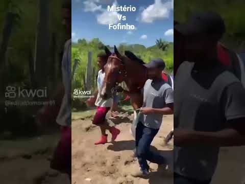 corrida de cavalo em são Vicente férrer Maranhão