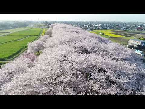 2023年春 幸手権現堂桜堤