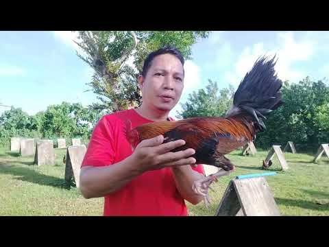 Importance of selection #Cardinal Club Kelso #sabongonlinetips #breeding #breeder #kelso