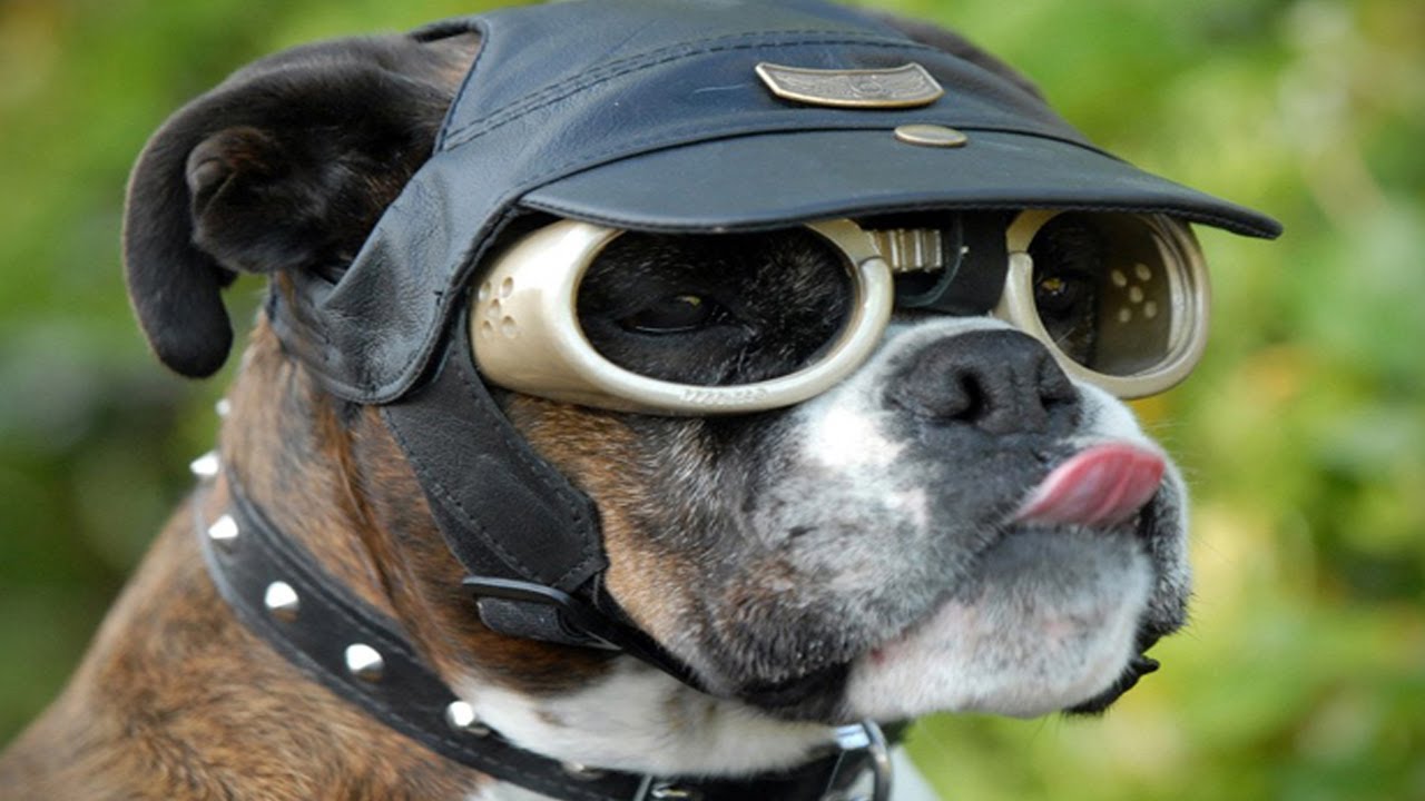 Mom Sees Something Strange on Her Dog's Fur When She Gets Closer She Knows What Happened