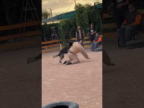 #workingdog #heavyboneblackmaskgermanshephard #germansheparddog #psa #dog