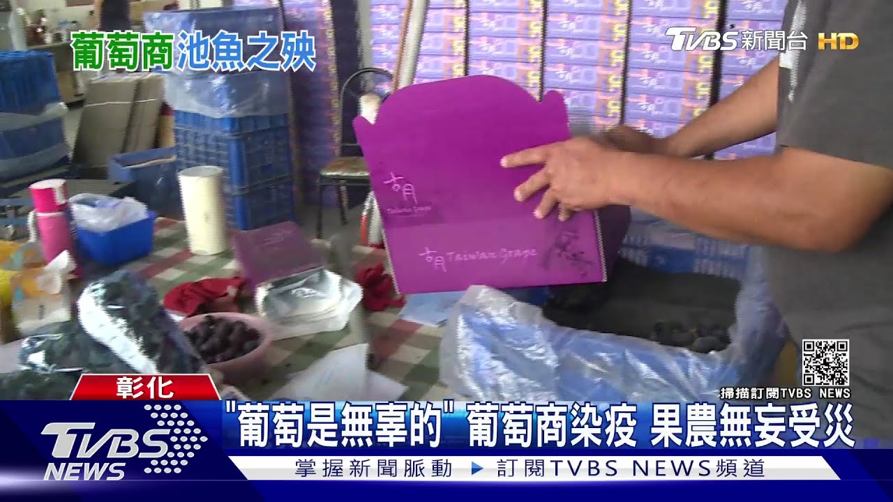 「葡萄是無辜的」葡萄商染疫 果農無妄受災