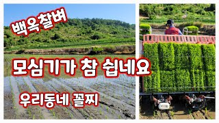 모심기 이앙기로 심기 백옥찰벼 심는 과정 [벼재배과정]