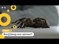 Spinnen-seizoen begonnen: 'Als ik ze zie, ren ik meteen weg'