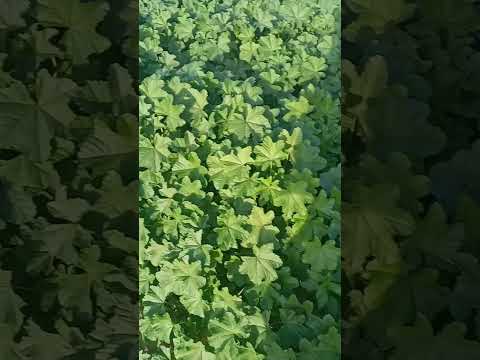 عبداللطيف الفوضيلي