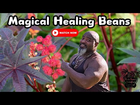 Castor Oil Plant Has a Secret You Need to Know!