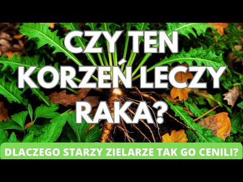 Czy ten korzeń leczy raka? Dlaczego starzy zielarze tak cenili korzeń mniszka? 