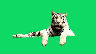 Download lagu GREEN SCREEN WHITE TIGER ANIMATED HD | FREE TO USE GRAPHICS ANIMATIONS mp3 Download lagu GREEN SCREEN WHITE TIGER ANIMATED HD | FREE TO USE GRAPHICS ANIMATIONS mp3